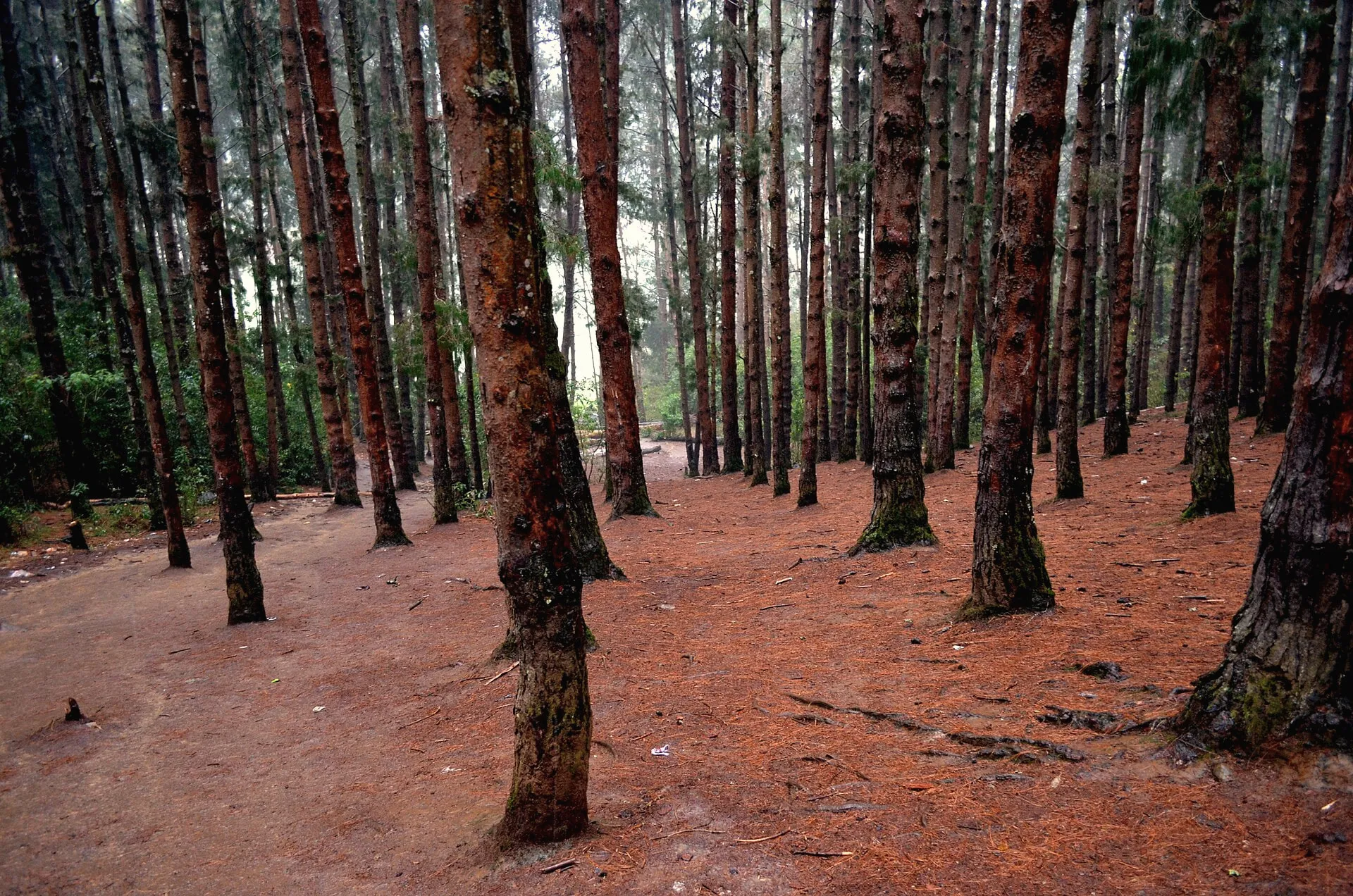 Pine Forest