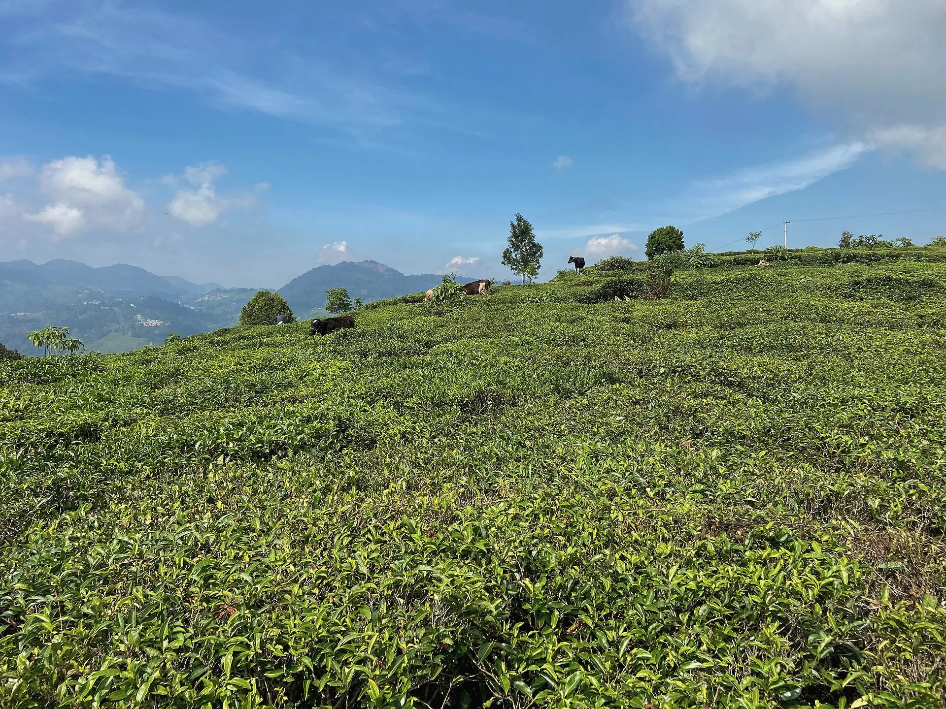 Kotagiri town and Nehru Park